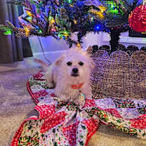 Thumbnail photo of Chance 21709 #1