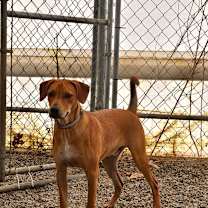 Thumbnail photo of Diesel (jamaican) #3