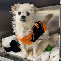 Thumbnail photo of Chance 21709 #3