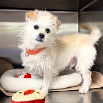 Thumbnail photo of Chance 21709 #4