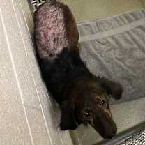 Thumbnail photo of Simba #2