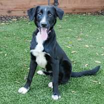 Thumbnail photo of MOLLY #1