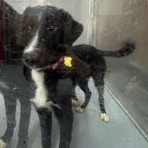 Thumbnail photo of MOLLY #2