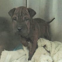 Thumbnail photo of Suki A2246053 #2