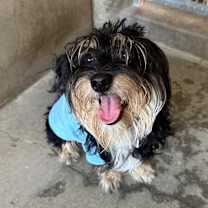 Thumbnail photo of Chanell A2247473 #1