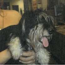 Thumbnail photo of Chanell A2247473 #2