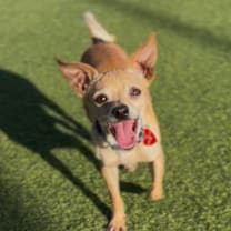 Thumbnail photo of Thor A2244853 #3