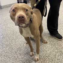 Thumbnail photo of Tinsel #2