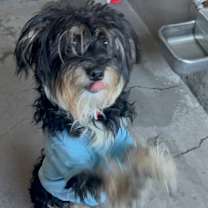 Thumbnail photo of Chanell A2247473 #3