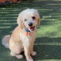 Thumbnail photo of Elliot A2244931 #4