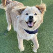 Thumbnail photo of Brody #3