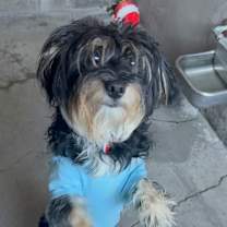 Thumbnail photo of Chanell A2247473 #4