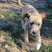 Thumbnail photo of Penny #4