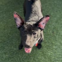 Thumbnail photo of Gordo A2247474 #4