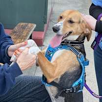 Thumbnail photo of Scentra 25-1756 #4