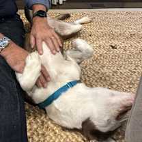 Thumbnail photo of Millie #4