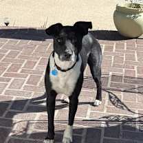 Thumbnail photo of Roxy #3