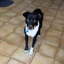 Thumbnail photo of Roxy #4