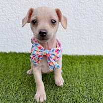 Thumbnail photo of Huahua #3