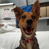 Thumbnail photo of Bluey #1