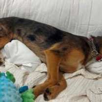 Thumbnail photo of Bluey #2