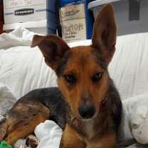 Thumbnail photo of Bluey #3