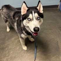 Thumbnail photo of Jack #1