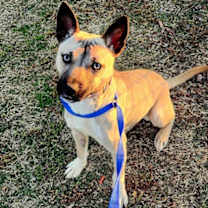 Thumbnail photo of Troyo #1