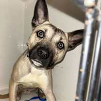 Thumbnail photo of Troyo #3