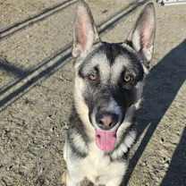 Thumbnail photo of NACHO #3