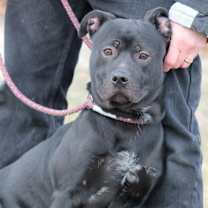 Thumbnail photo of MOOSE #2