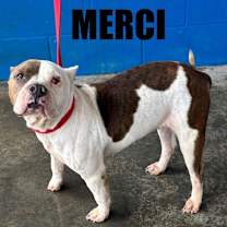 Thumbnail photo of Merci #2