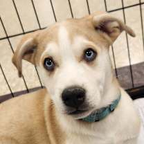 Thumbnail photo of Lioness JuM #1