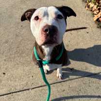 Thumbnail photo of Coconut #2