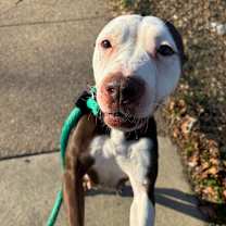 Thumbnail photo of Coconut #3