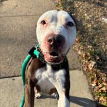 Thumbnail photo of Coconut #4