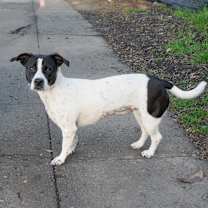 Thumbnail photo of SPRINKLES #4