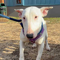 Thumbnail photo of Fonda #4