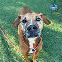 Thumbnail photo of Chevy #1