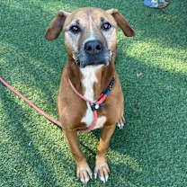 Thumbnail photo of Chevy #3