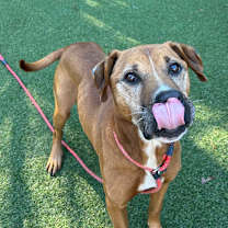 Thumbnail photo of Chevy #4