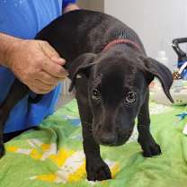 Thumbnail photo of Stormy #2