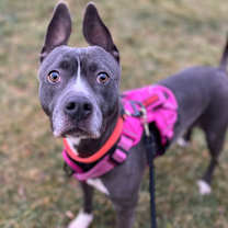 Thumbnail photo of Eloise #1