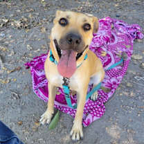 Thumbnail photo of Lilac #1