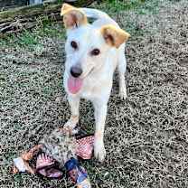 Thumbnail photo of Socks #1