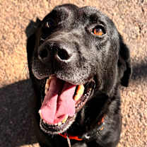 Thumbnail photo of LUCKY #2