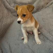 Thumbnail photo of ADAM #2