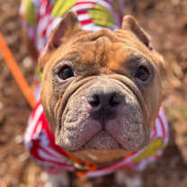 Thumbnail photo of Bauble #1