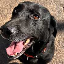 Thumbnail photo of LUCKY #1