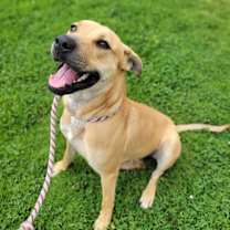 Thumbnail photo of Lilac #2